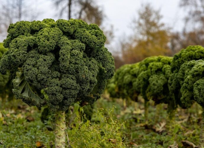 Jarmuż rosnący na rabacie w ogrodzie