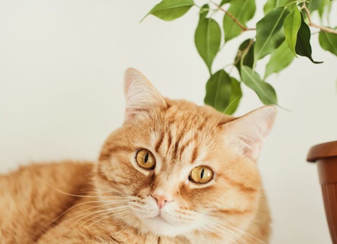 Kot leży obok doniczki z trującym fikusem benjaminem
