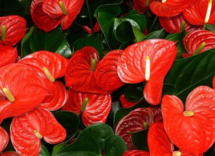 Kwitnące czerwone anturium - symbol miłości i namiętności