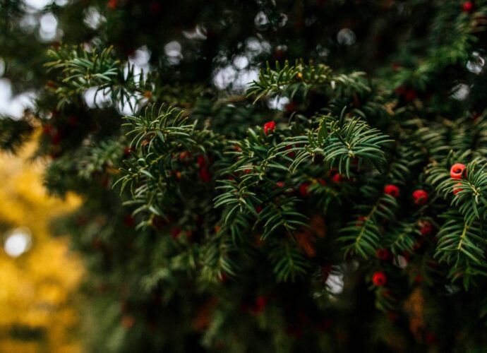 Gałęzie cisa pospolitego z czerwonymi owocami