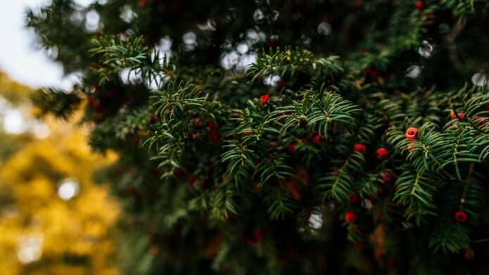 Gałęzie cisa pospolitego z czerwonymi owocami