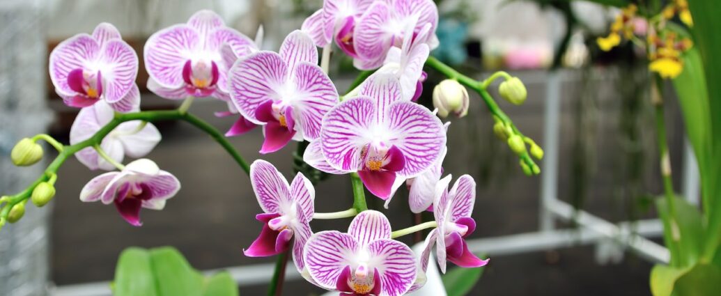 Nawożenie storczyków zimą