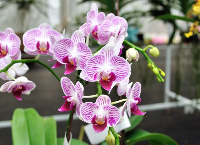 Nawożenie storczyków zimą