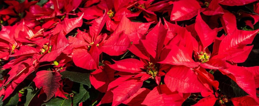 Czerwone poinsecje wbrew przesądom nie przynoszą pecha