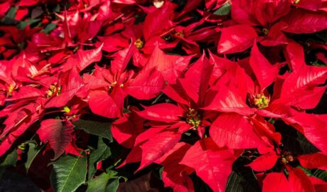 Czerwone poinsecje wbrew przesądom nie przynoszą pecha