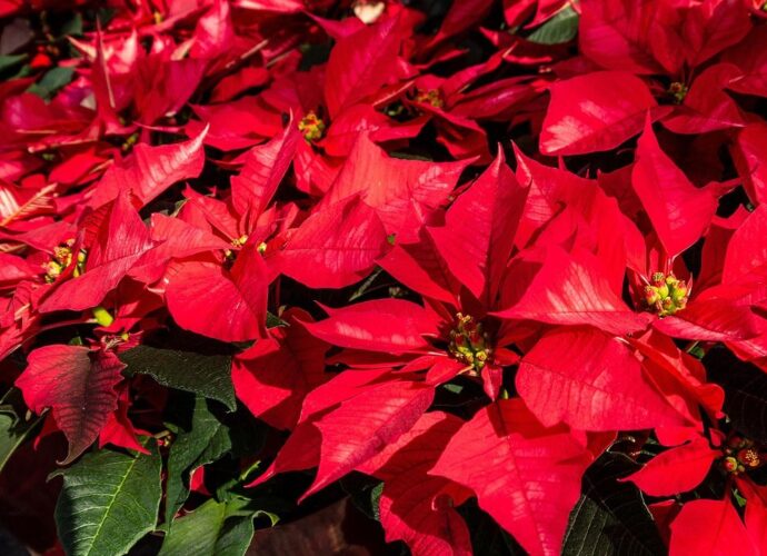 Czerwone poinsecje wbrew przesądom nie przynoszą pecha