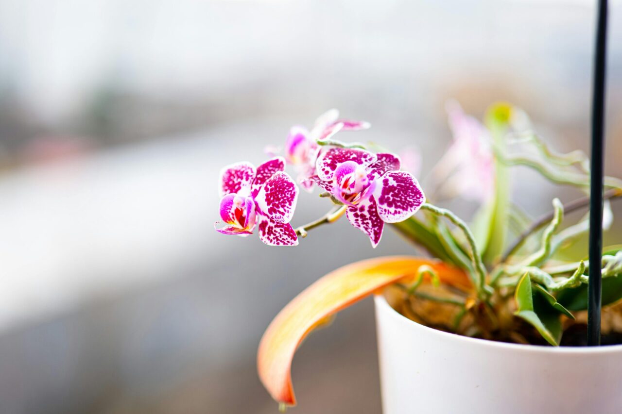 Nieodpowiednie nawożenie może prowadzić do żółknięcia liści storczyka