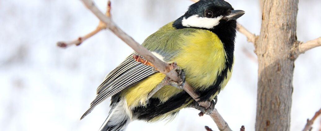 Sikorka bogatka na gałęzi drzewa
