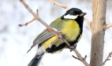 Sikorka bogatka na gałęzi drzewa