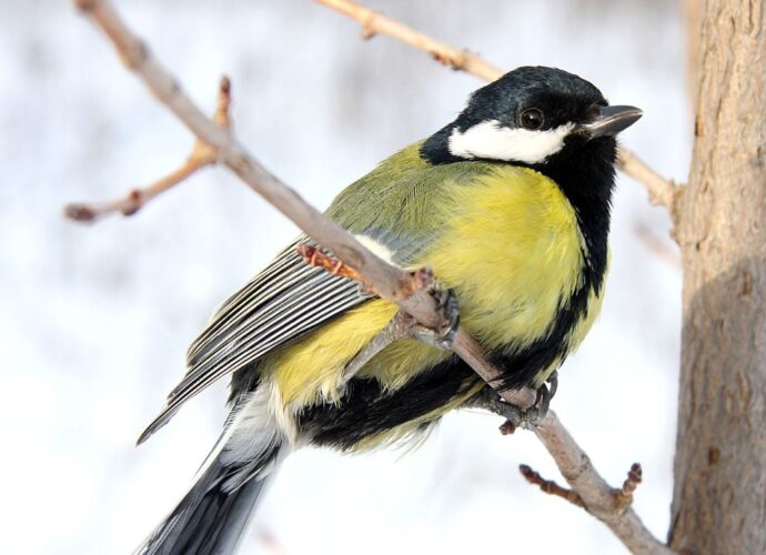 Sikorka bogatka na gałęzi drzewa