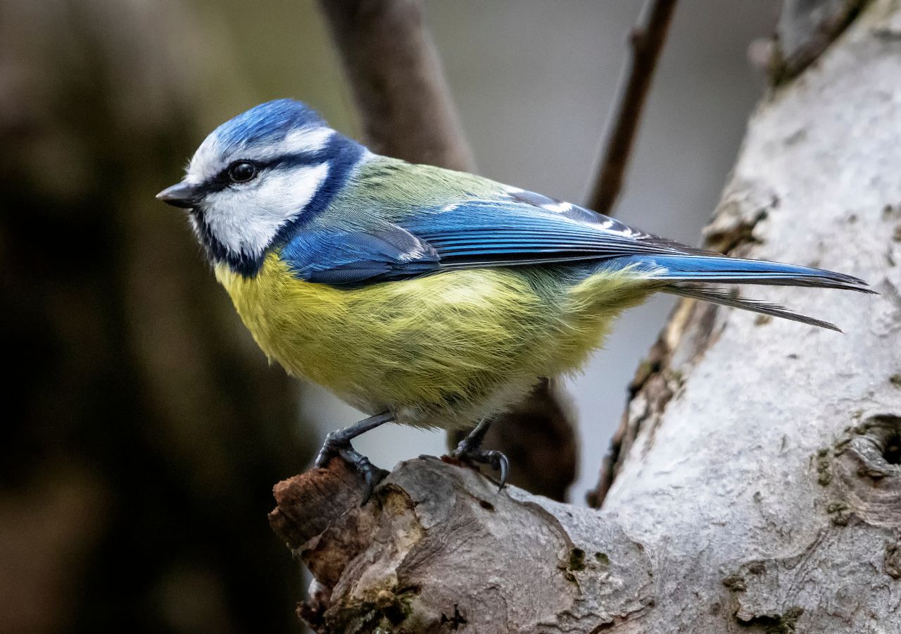 Sikorka modraszka na gałęzi drzewa