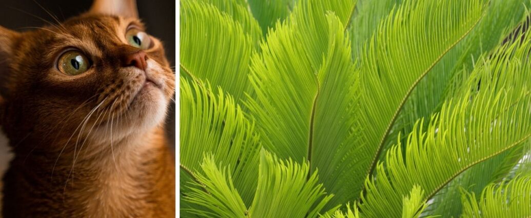 Rudy kot wpatrzony w liście toksycznego sagowca