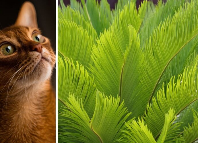 Rudy kot wpatrzony w liście toksycznego sagowca