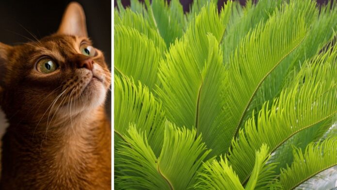 Rudy kot wpatrzony w liście toksycznego sagowca