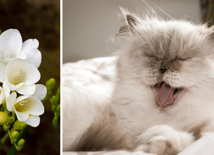 Frezje stoją w wielu domach. Mało kto sprawdza, czy są bezpieczne dla kota