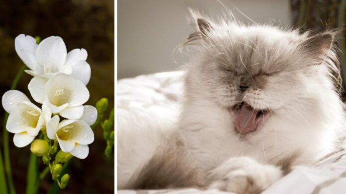 Frezje stoją w wielu domach. Mało kto sprawdza, czy są bezpieczne dla kota