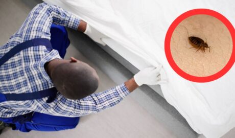 Pluskwy domowe insektstop wygrzewanie