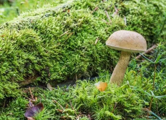Goryczak żółciowy - gorzki, niejadalny grzyb, którego można pomylić z prawdziwkiem
