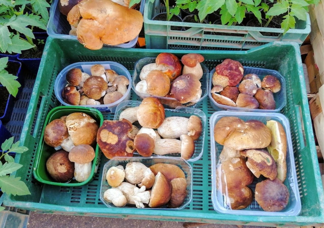 Koszyczki z borowikami na targowisku